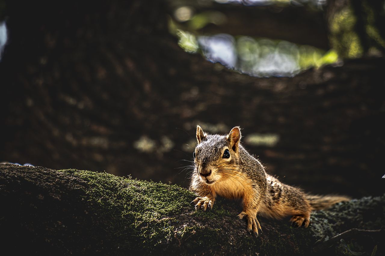 cute little squirrel sitting on tree on moss in forest in sunny day