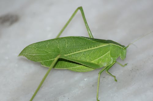 Free stock photo of grasshopper, katydid, leaf like grasshoper Stock Photo
