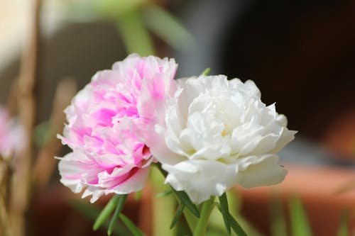 Free stock photo of garden roses, pink rose, white rose Stock Photo