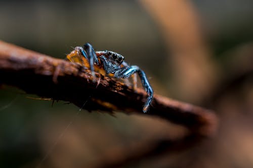 Macro Shot of a Spider on a Wooden Surface
