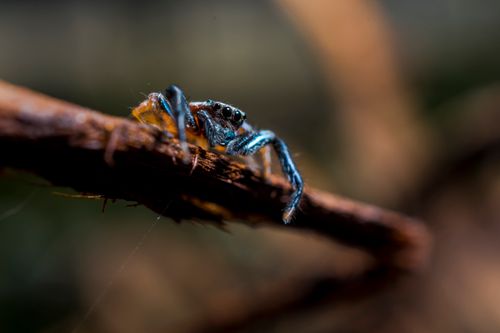 Free Detailed macro shot of a jumping spider perched on a branch, showcasing its unique features. Stock Photo