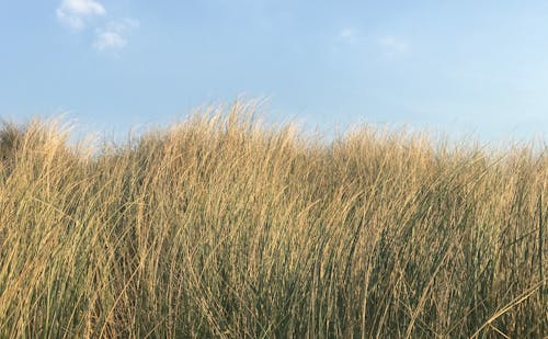 Darmowe zdjęcie z galerii z trawa, trawa wydmowa, wiatr