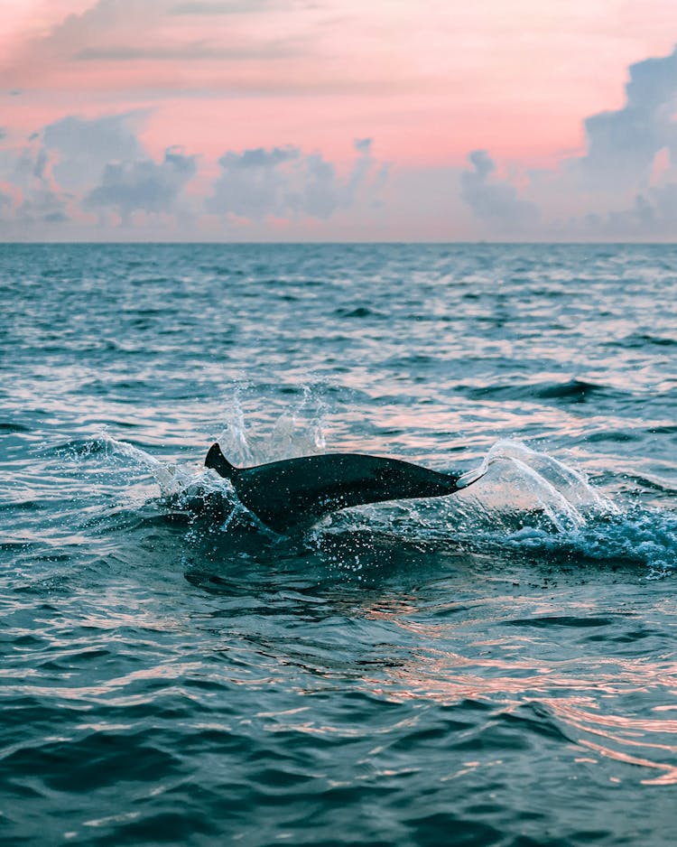 A Dolphin Tail In The Ocean