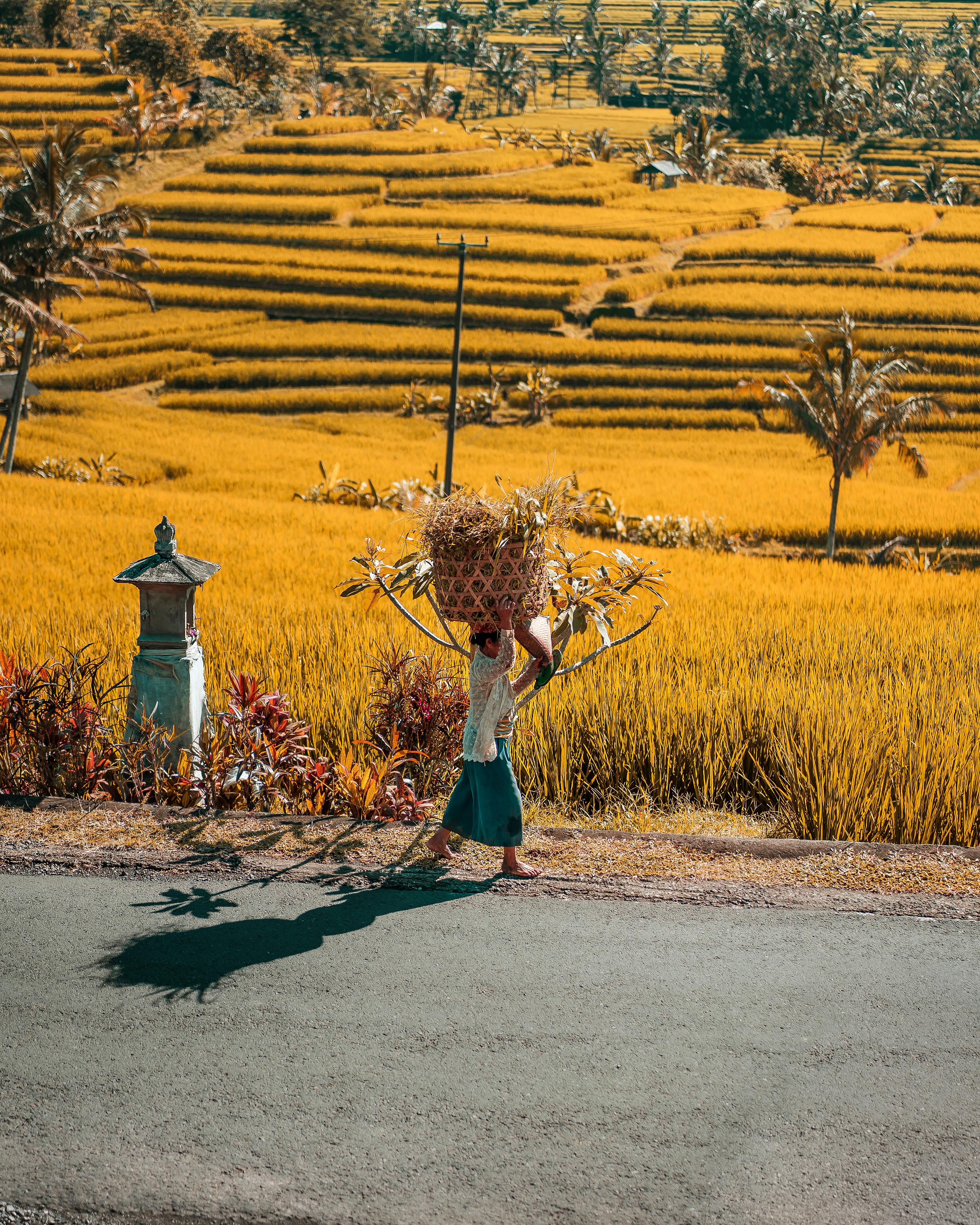 A Woman Carrying Big Basket Using Her Head · Free Stock Photo