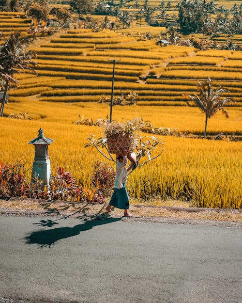 A Woman Carrying Big Basket using her Head