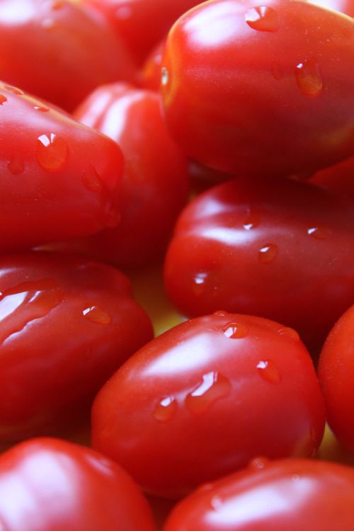 Free stock photo of tomatoes Stock Photo