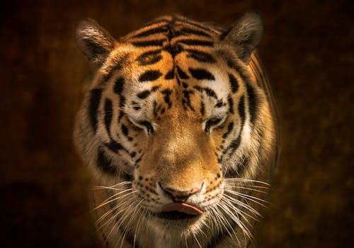 Free stock photo of tiger, wild cats, wildlife Stock Photo