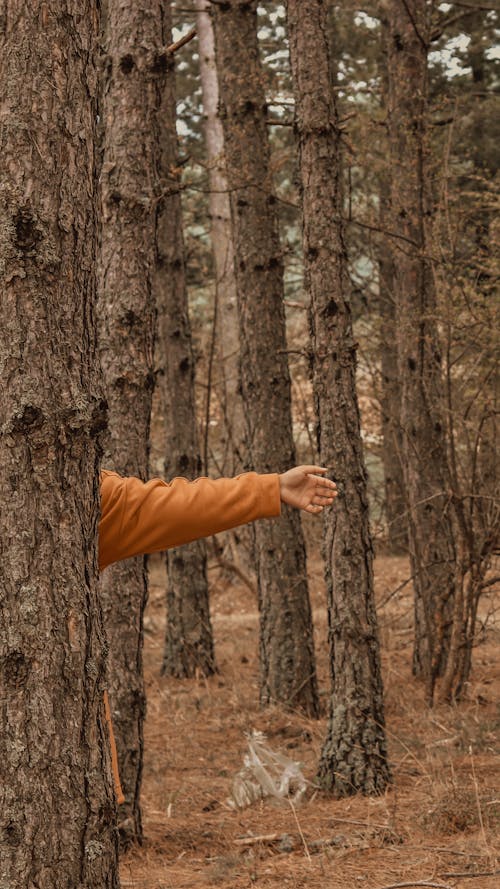 긴 소매, 나무 둥치, 손의 무료 스톡 사진