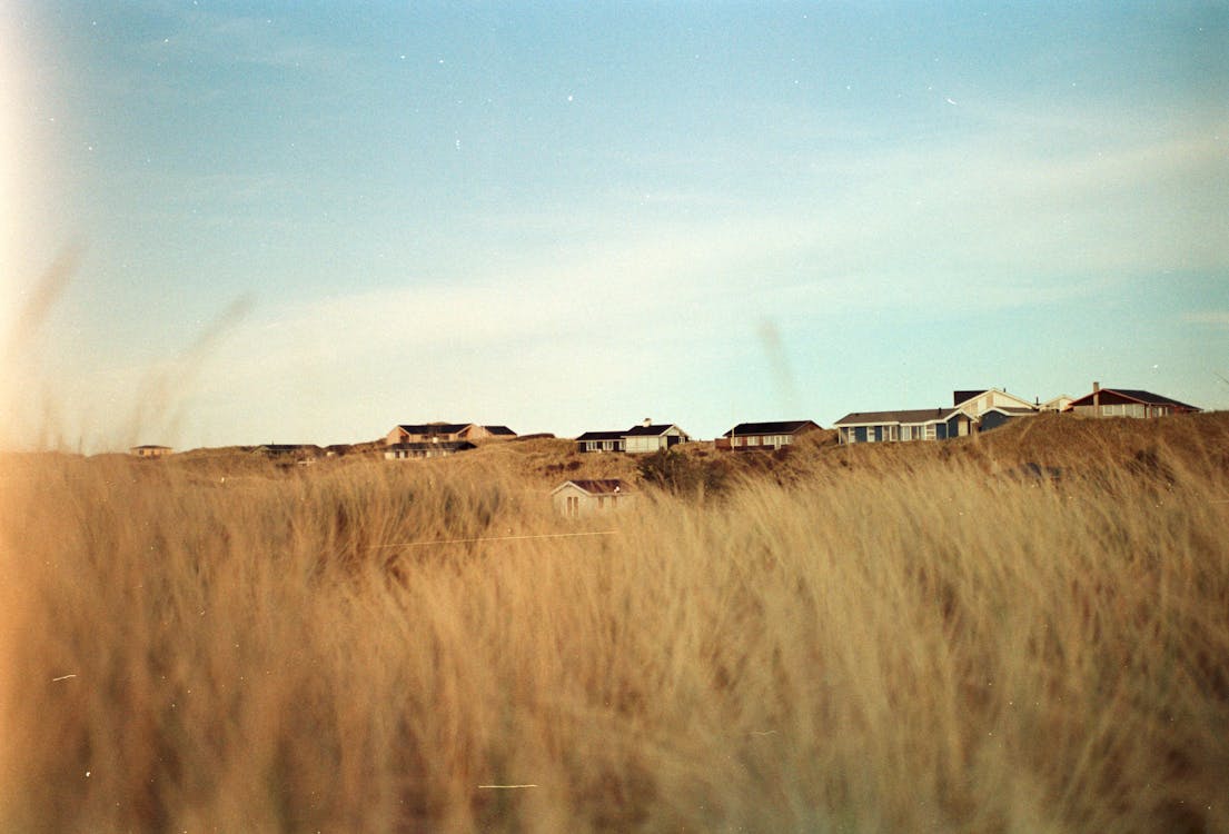 A Brown Grass in Field