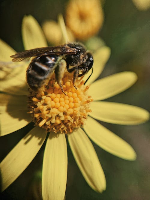 Closeup hardworking bee collecting sweet honey dew on delicate fragrant yellow daisy flower in garden