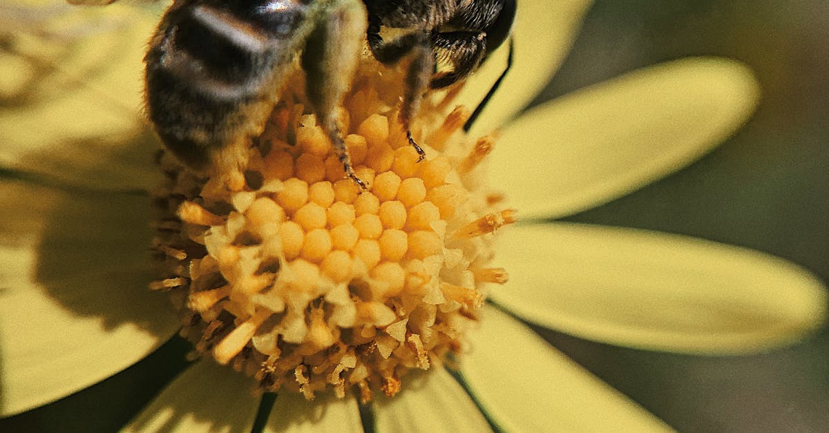 What does a queen bee look like in real life