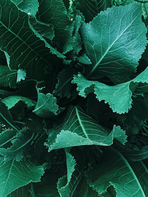 Young cabbage leaves growing in farmland