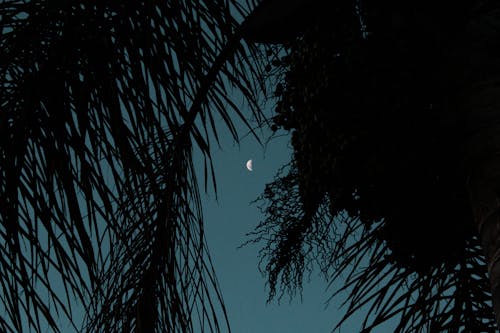 Free Moon through Silhouette of a Palm Tree Stock Photo