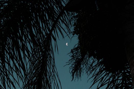 宁静的夜色中，半月透过棕榈树映衬着黑暗的天空