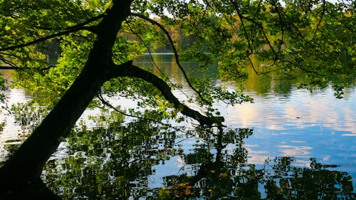 Darmowe zdjęcie z galerii z beauté de la nature, parc