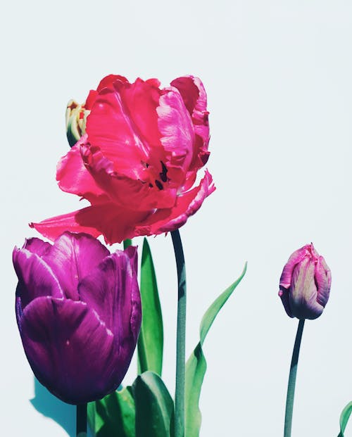 Close-Up Photograph of Tulips with a White Background 
