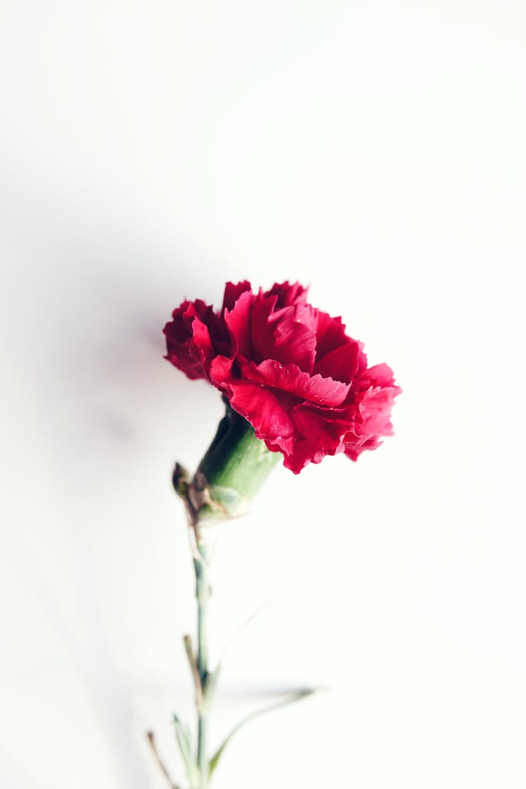 A Red Carnation Flower