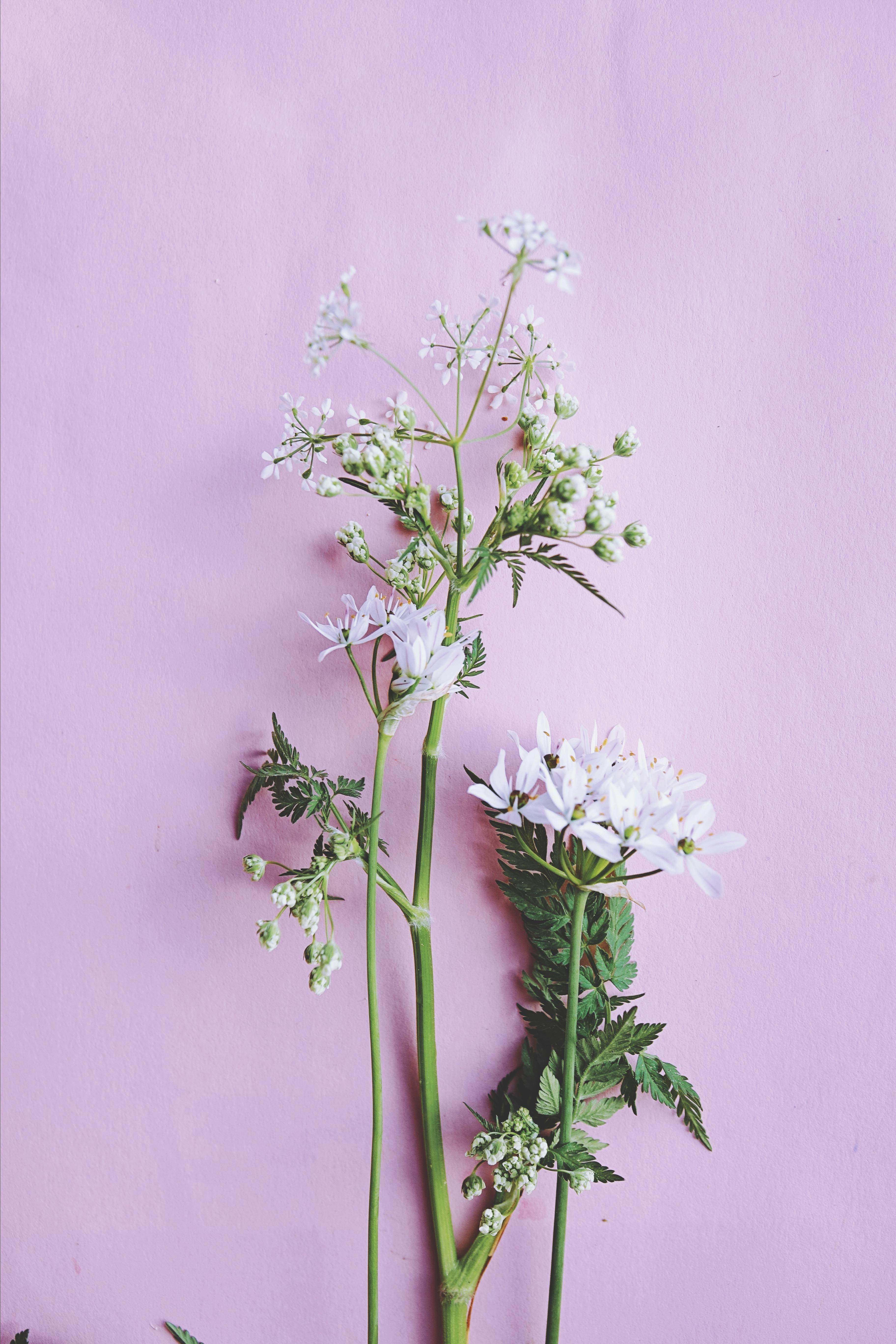 Vertical shot of white flowers and green leaves on a pink background.