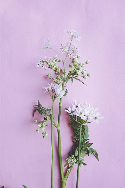 Vertical shot of white flowers and green leaves on a pink background.