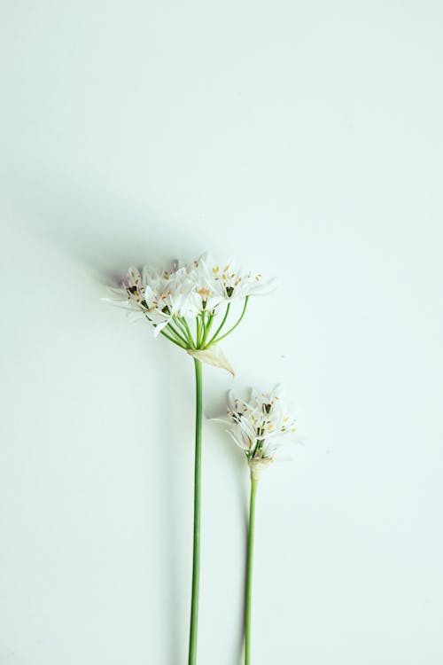 White Flowers on White Surface
