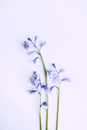 Branch with Flowers Laid on White Surface