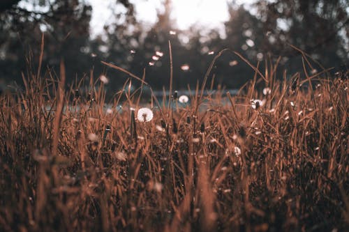 Tall dry grassy field with white fluffy dandelions growing in countryside on autumn day