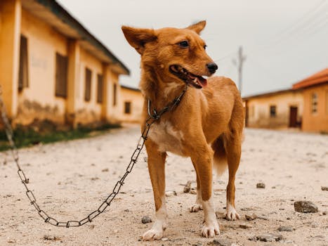 Basenji image image_5