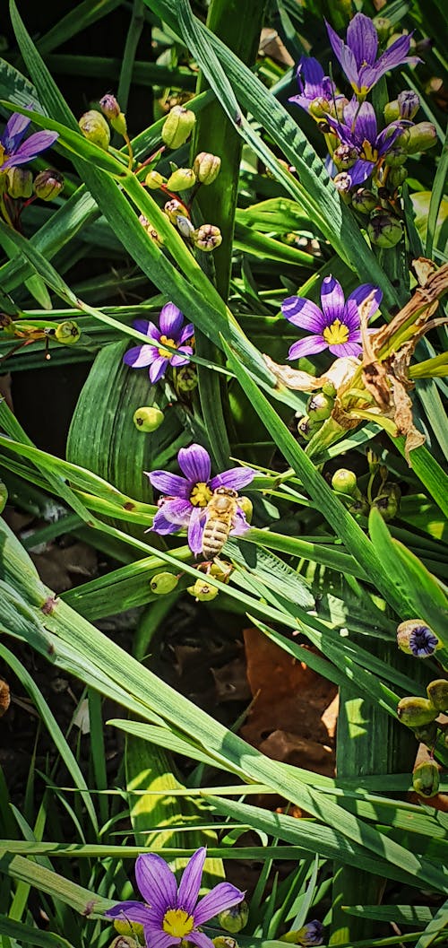 Gratis stockfoto met bij, bloemen, gras