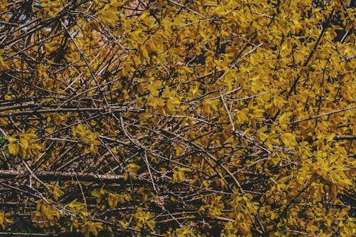 Foto d'estoc gratuïta de branques, branques d'arbre, floral