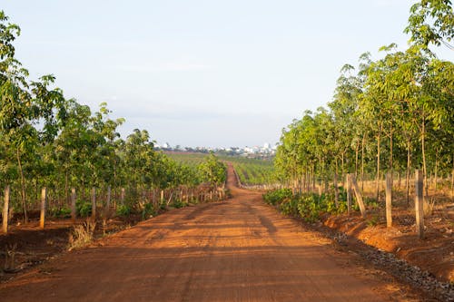 Foto d'estoc gratuïta de a l'aire lliure, agricultura, arbres