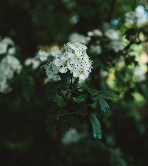 Free Closeup of blossoming hawthorn tree with delicate white flowers and green leaves growing in garden on sunny spring day Stock Photo