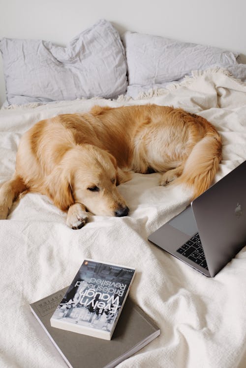 Dog lying on bed near laptop and book at home