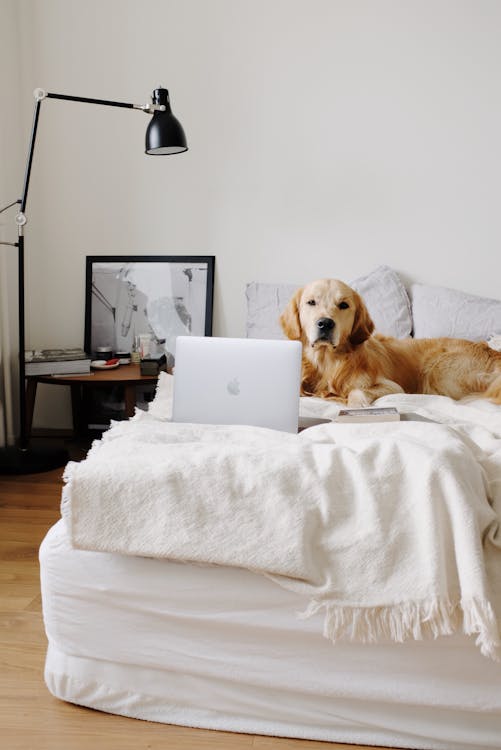 Cute lop eared dog lying on soft plaid in front of open portable computer on bed with pillows and floor lamp aside