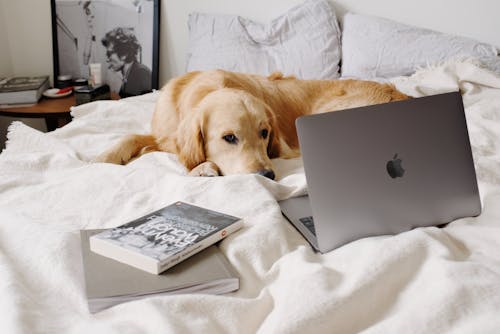 Calm dog lying near laptop on crumpled blanket on bed