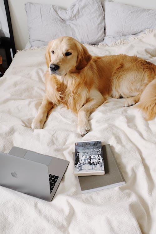 Top view of serene Hovawart lying on cozy crumpled blanket near pillows and open netbook with book in bedroom in daylight