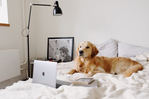 Peaceful Labrador resting on comfortable bed near laptop in flat