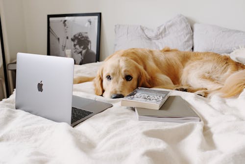 Charming Hovawart watching netbook while lying on crumpled blanket near book and journal on bed with pillows and photo in frame aside