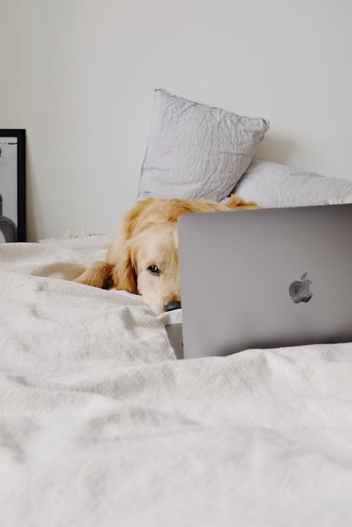 Dog lying on soft bed in front of laptop