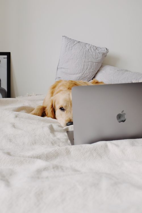 Free Adorable light brown Hovawart resting on creased blanket near open netbook on bed with pillows in flat in daylight Stock Photo