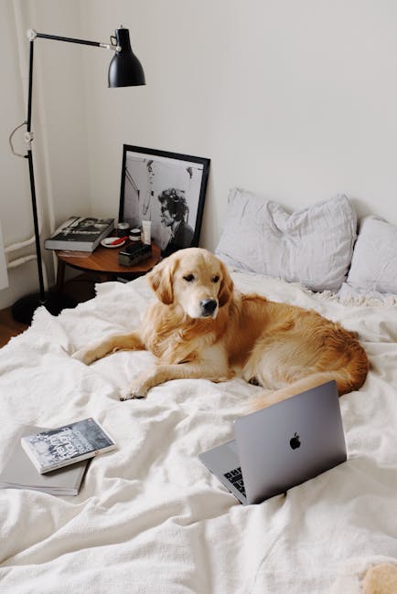 From above of peaceful lop eared dog looking away while resting on soft rumpled blanket near netbook and floor lamp with bedside table