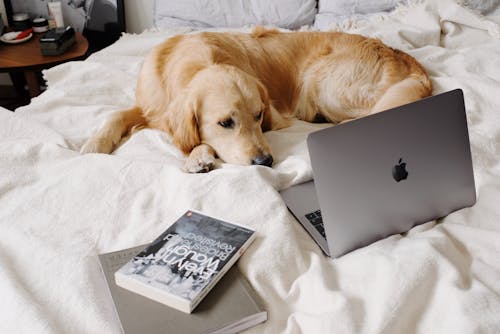 Sad dog lying on bed while watching laptop in flat