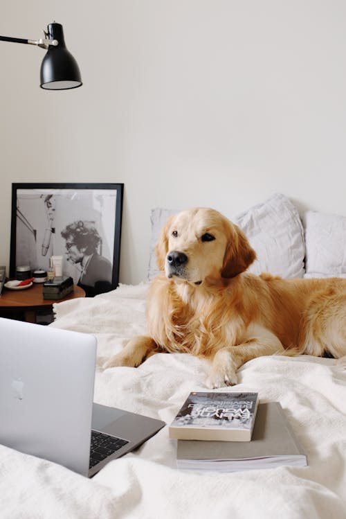 Charming Hovawart resting on crumpled plaid near laptop in bedroom