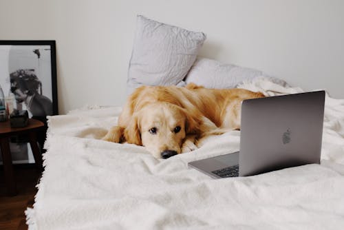 Cute white Labrador Retriever lying on cozy comfortable bed with pillows and watching videos on modern netbook