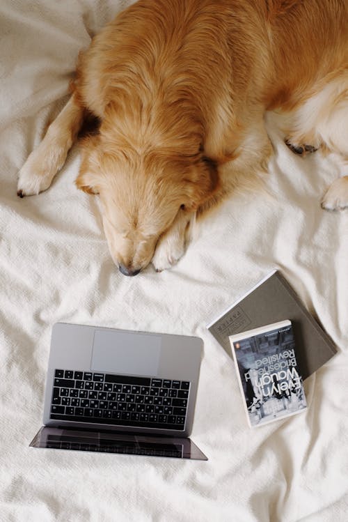 Dog with laptop and books on bed