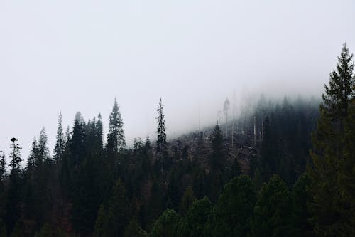 Безкоштовне стокове фото на тему «tatry, вид на ліс, високий татри»