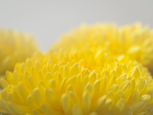 Close-Up Shot of a Blooming Yellow Flower