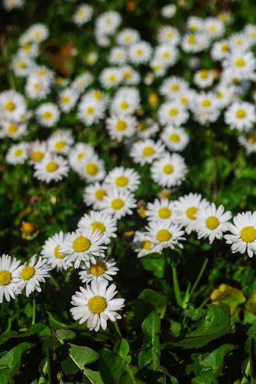 Free Selective Focus Photo of White Daisy Flowers Stock Photo
