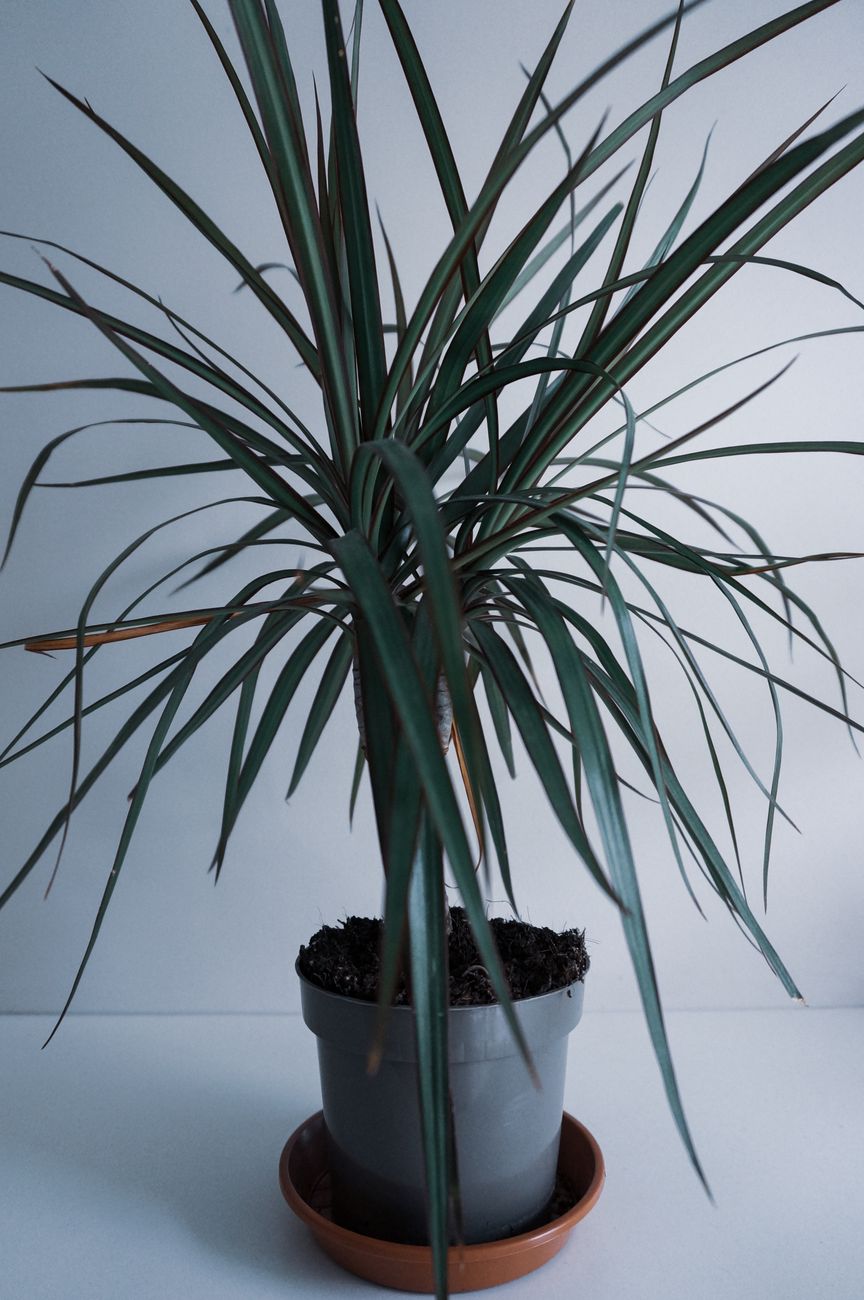 From above of exotic evergreen Yucca tree in pot placed on white table at home