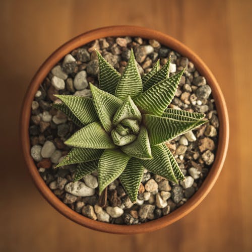 Free Flat Lay Shot of Potted Succulent Stock Photo