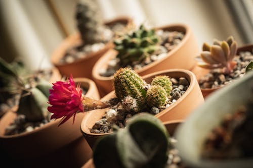 Free stock photo of cactus, cactus plant, succulent